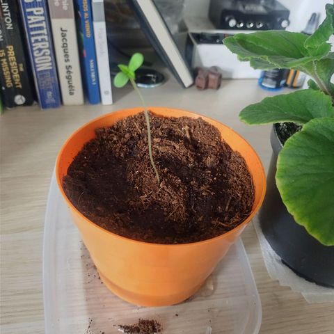 Scarlett growlog timeline photo