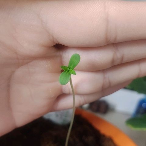 Scarlett growlog timeline photo