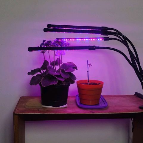 Scarlett growlog timeline photo