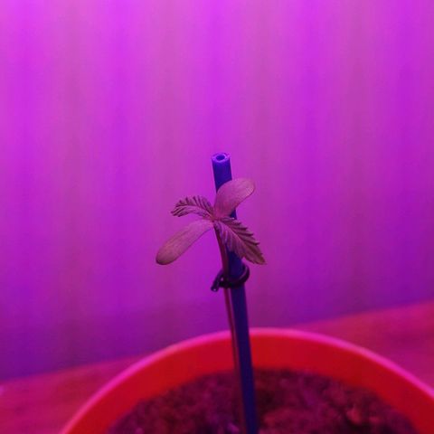 Scarlett growlog timeline photo