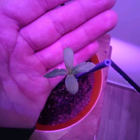 Scarlett growlog timeline photo