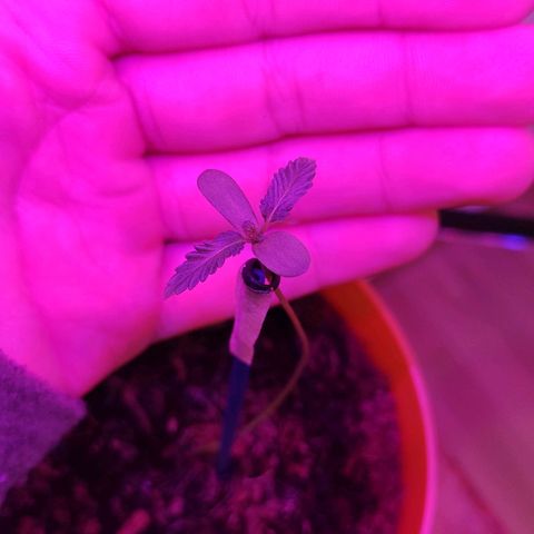 Scarlett growlog timeline photo