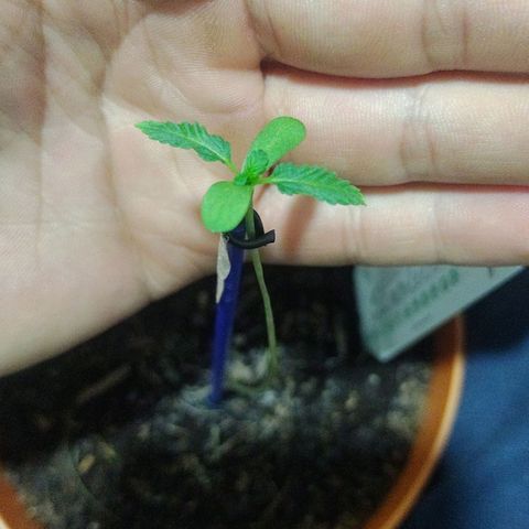 Scarlett growlog timeline photo