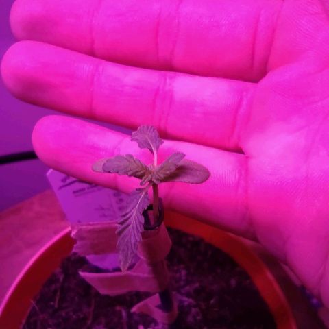 Scarlett growlog timeline photo