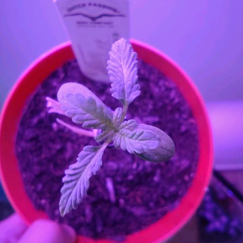 Scarlett growlog timeline photo