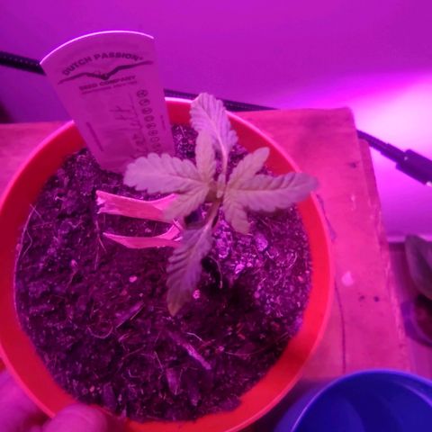 Scarlett growlog timeline photo