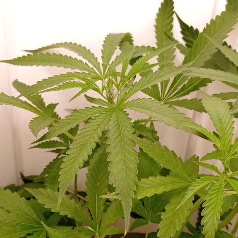 Fourty Seven growlog timeline photo