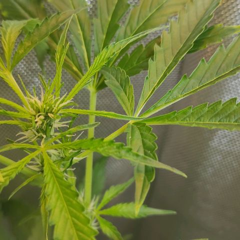 Fourty Seven growlog timeline photo