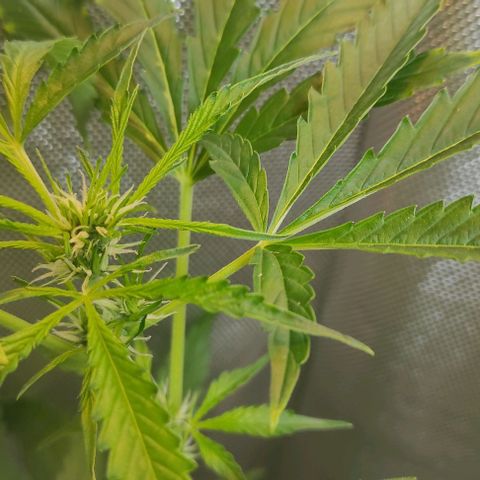 Fourty Seven growlog timeline photo