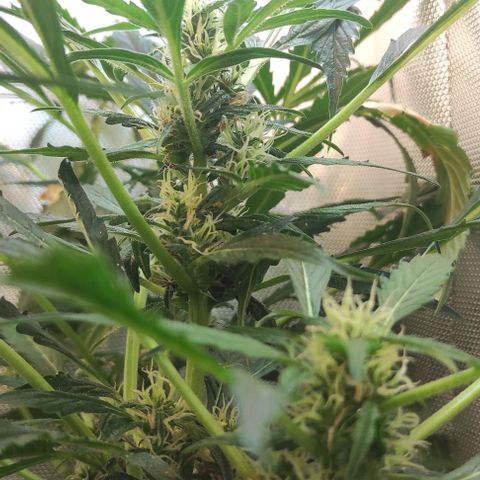 Fourty Seven growlog timeline photo