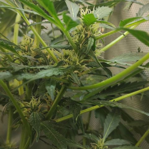Fourty Seven growlog timeline photo
