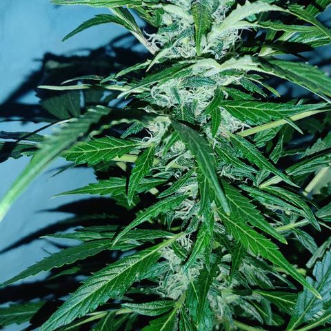 Fourty Seven growlog timeline photo