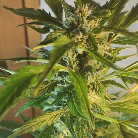 Fourty Seven growlog timeline photo