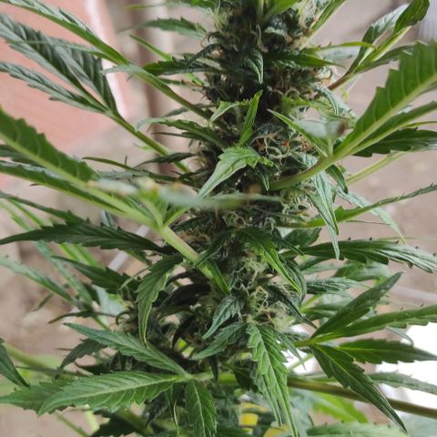 Fourty Seven growlog timeline photo