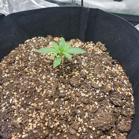 White Widow x AK growlog timeline photo