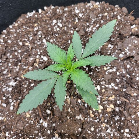 White Widow x AK growlog timeline photo
