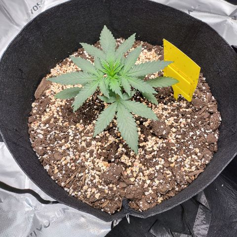 White Widow x AK growlog timeline photo