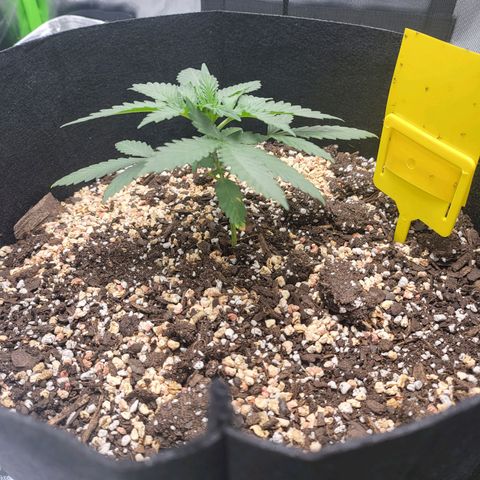 White Widow x AK growlog timeline photo