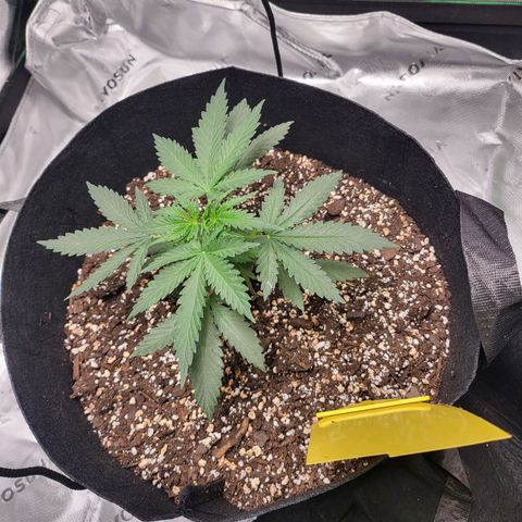 White Widow x AK growlog photo: getting bigger and healthier. loving my little setup as well