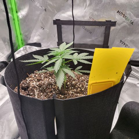 White Widow x AK growlog photo: getting bigger and healthier. loving my little setup as well