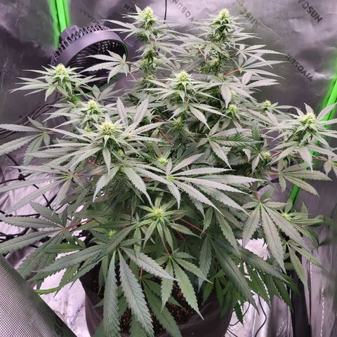 White Widow x AK growlog photo: height stopped at 25.6 inches. buds are fattening up and plants overall health is amazing.