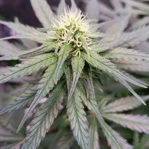 White Widow x AK growlog photo: height stopped at 25.6 inches. buds are fattening up and plants overall health is amazing.