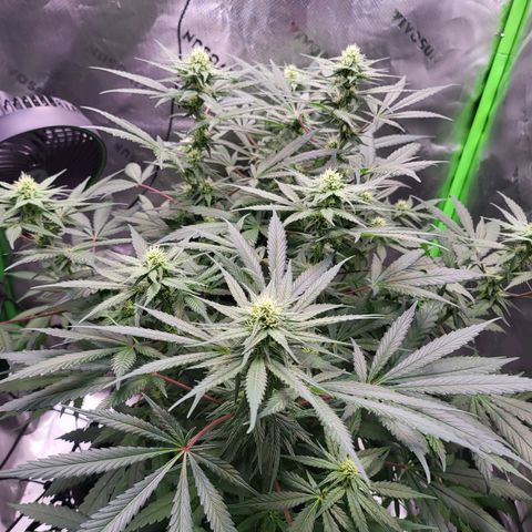 White Widow x AK growlog photo: height stopped at 25.6 inches. buds are fattening up and plants overall health is amazing.