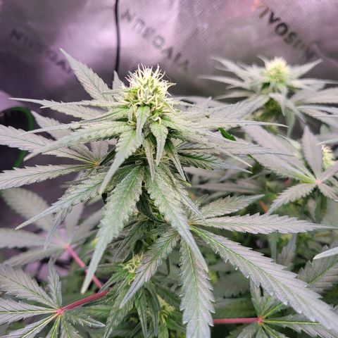 White Widow x AK growlog photo: height stopped at 25.6 inches. buds are fattening up and plants overall health is amazing.