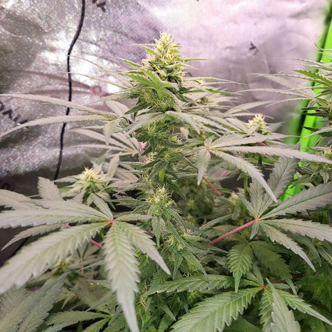 White Widow x AK growlog timeline photo