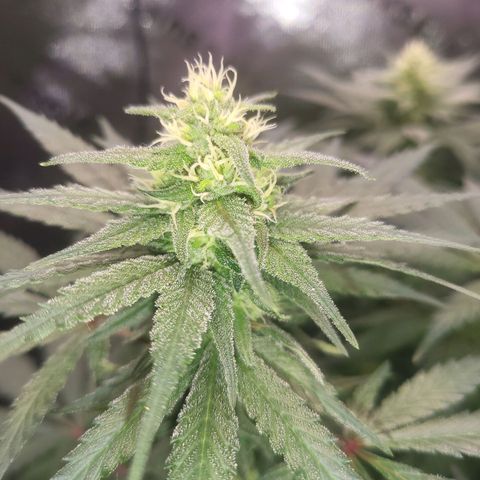 White Widow x AK growlog timeline photo
