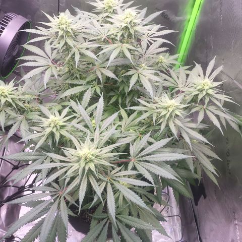 White Widow x AK growlog timeline photo