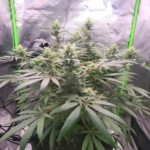 White Widow x AK growlog timeline photo