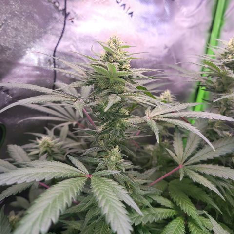 White Widow x AK growlog timeline photo