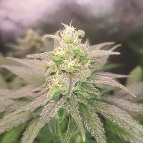 White Widow x AK growlog photo: couple more days and shes ready for harvest
