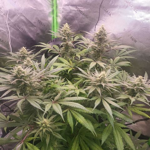 White Widow x AK growlog photo: couple more days and shes ready for harvest