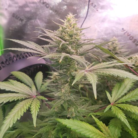 White Widow x AK growlog photo: couple more days and shes ready for harvest