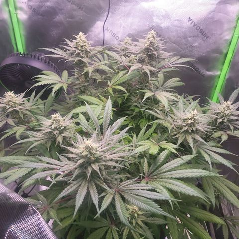 White Widow x AK growlog photo: couple more days and shes ready for harvest