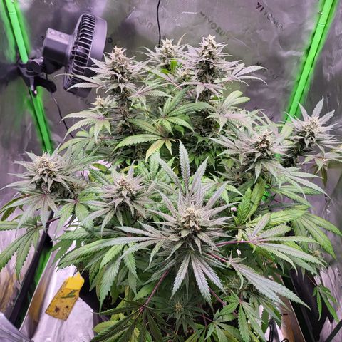 White Widow x AK growlog photo: almost harvest time