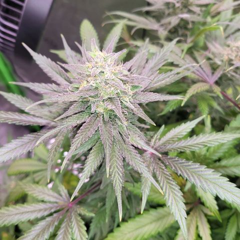 White Widow x AK growlog photo: almost harvest time