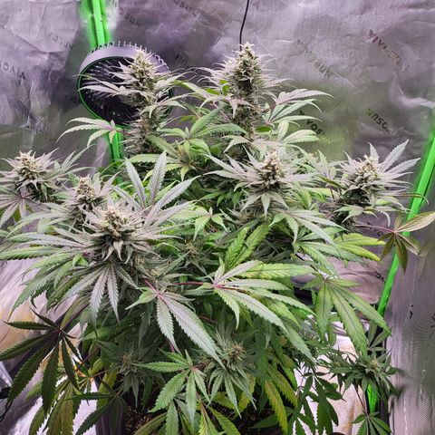 White Widow x AK growlog photo: almost harvest time