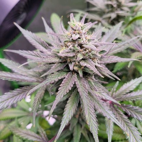 White Widow x AK growlog photo: almost harvest time