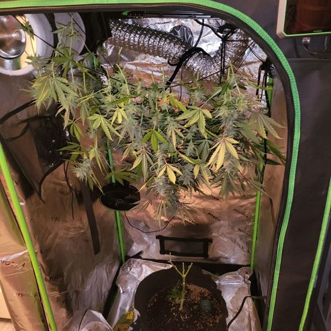White Widow x AK growlog photo: going for a dry trim my first time around. wish me luck.