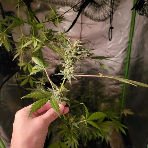 White Widow x AK growlog photo: going for a dry trim my first time around. wish me luck.