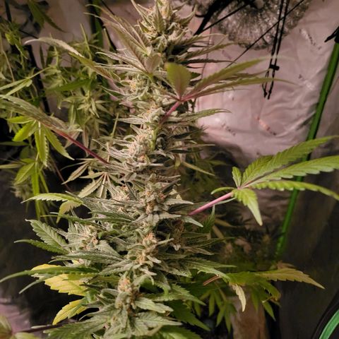White Widow x AK growlog photo: going for a dry trim my first time around. wish me luck.