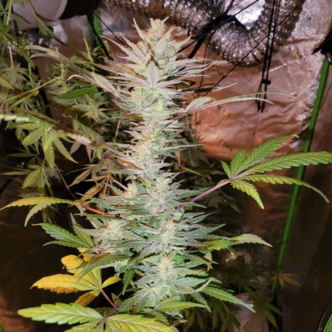 White Widow x AK growlog photo: going for a dry trim my first time around. wish me luck.