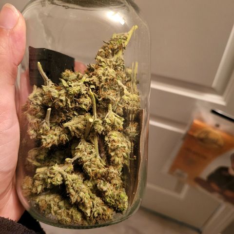 White Widow x AK growlog photo: had more but went towards edibles. 30.82 grams total smokeable flower.