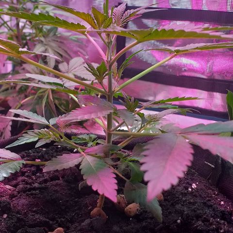 Auto Gelato growlog photo: Уже явно пол видно заколотил сегодня полил фидингом,(feeding powder grow)the greenhouse Seeds company 