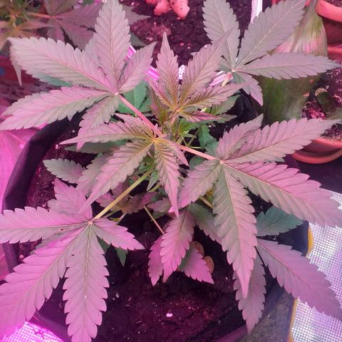Auto Gelato growlog photo: Вега...