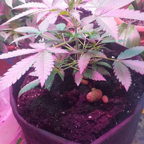 Auto Gelato growlog photo: Вега...