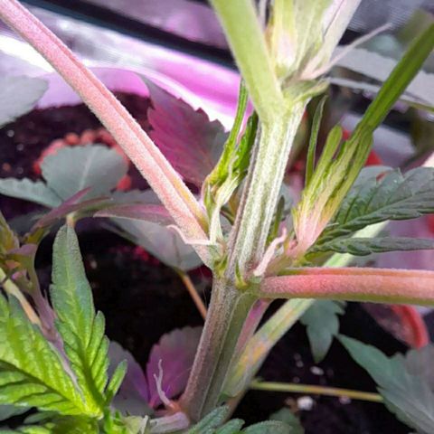 Auto Gelato growlog photo: Стигмы